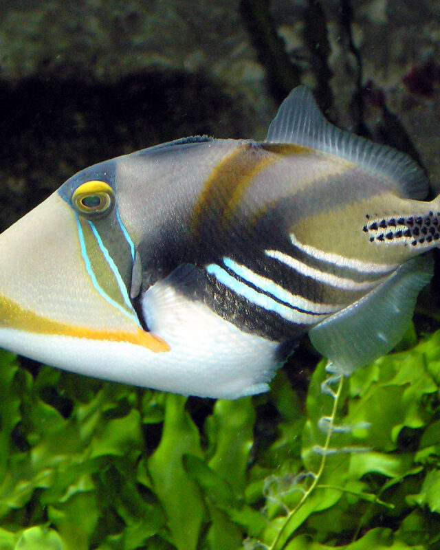 Lagoon Triggerfish