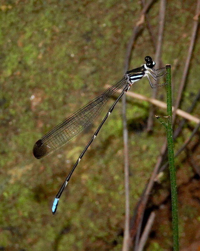 Sri Lanka Dark Forestdamsel