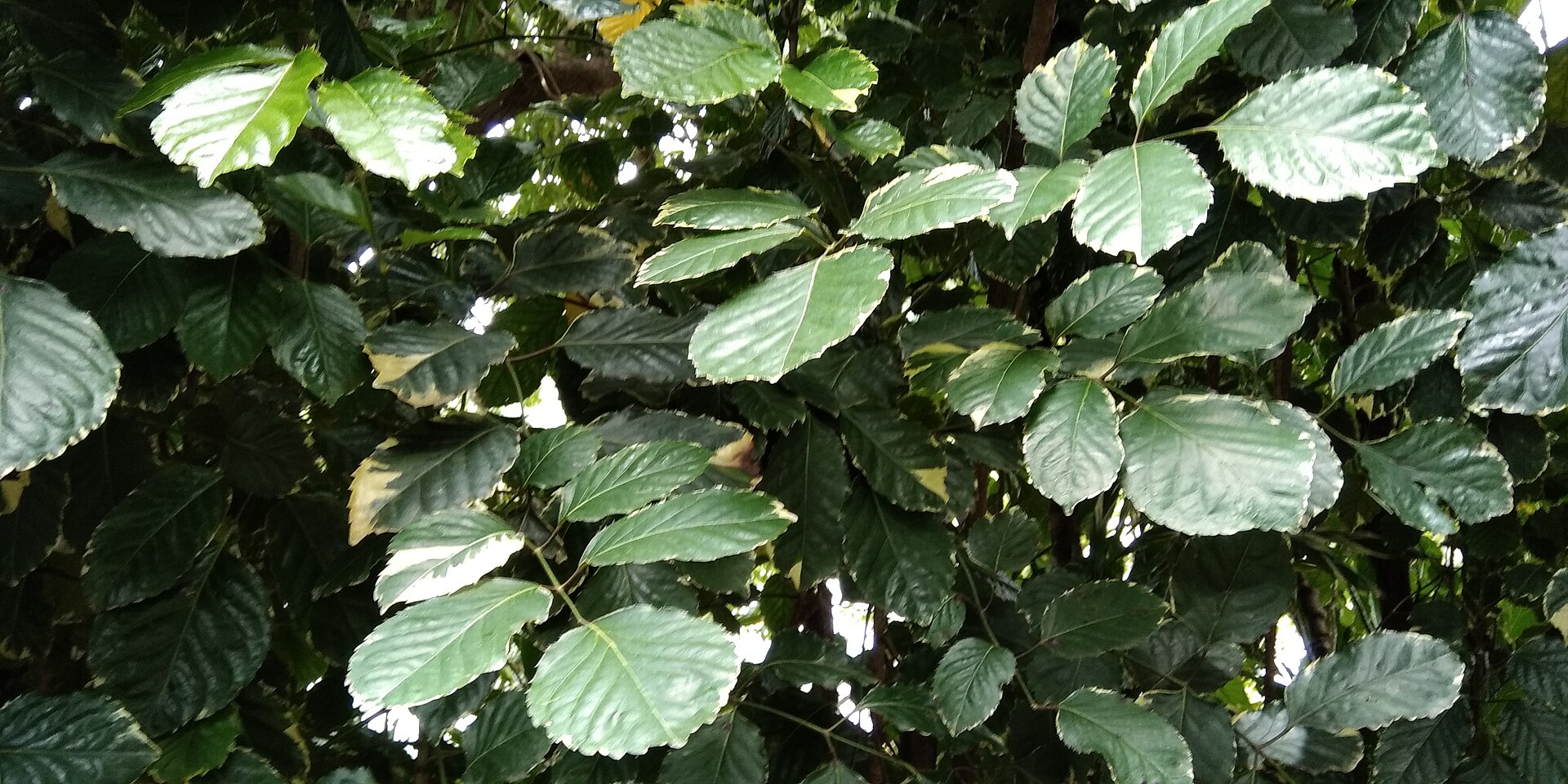 Polyscias paniculata