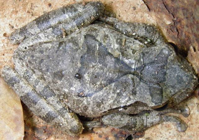 Common Hourglass Tree Frog