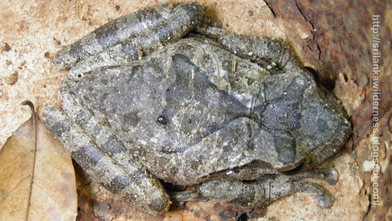Common Hourglass Tree Frog