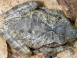 Common Hourglass Tree Frog