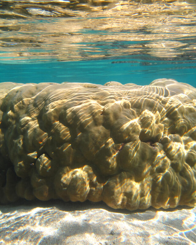 Lobe Coral