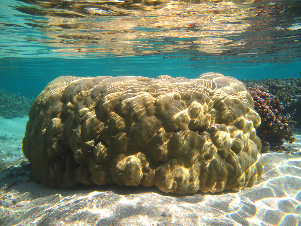 Lobe Coral