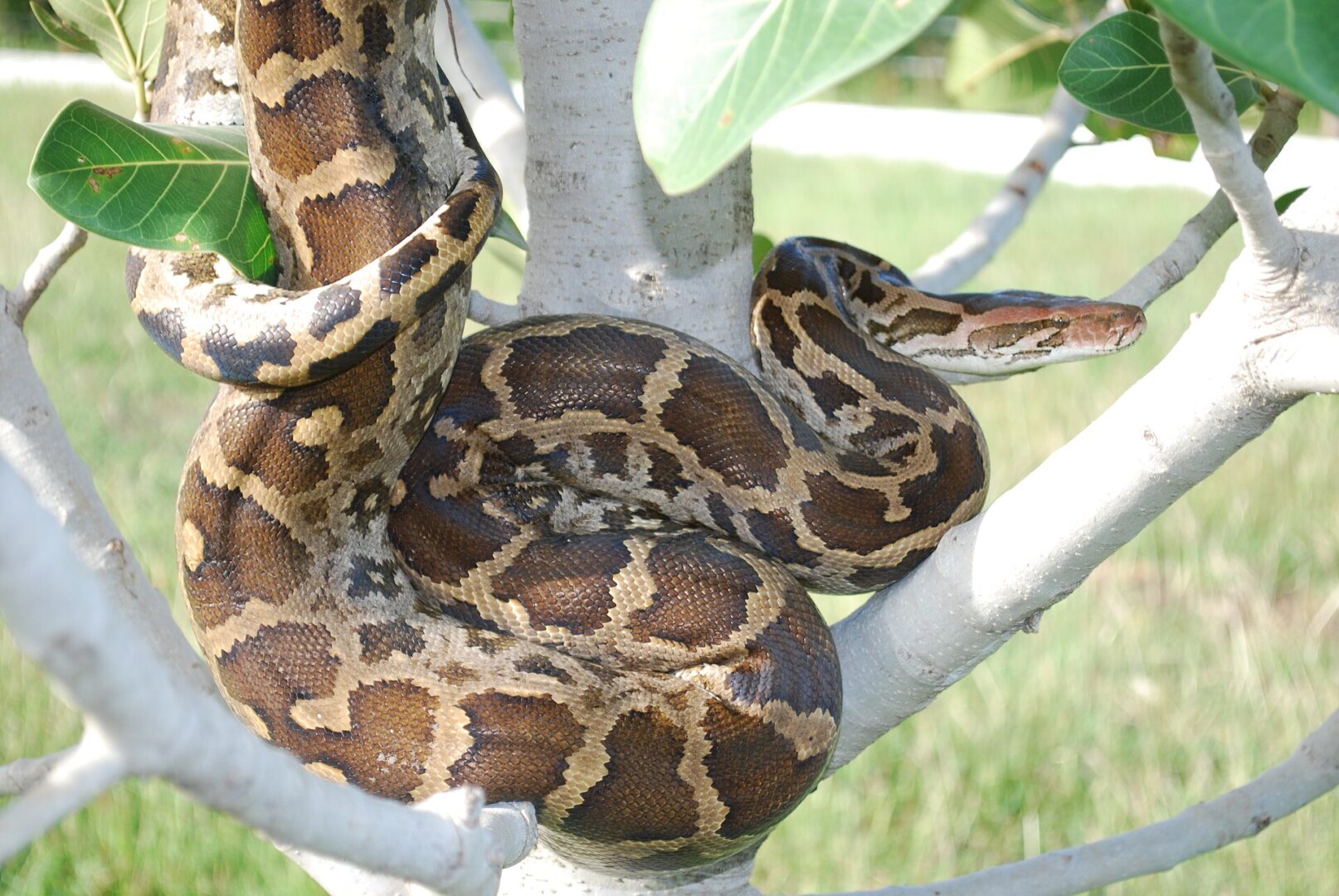 පිඹුරා