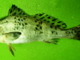 Black-Spotted Croaker