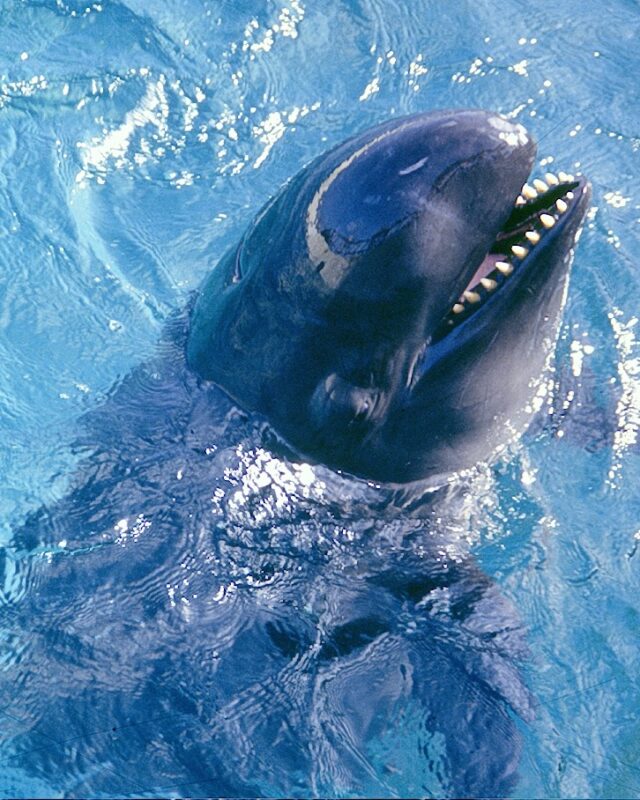 False Killer Whale