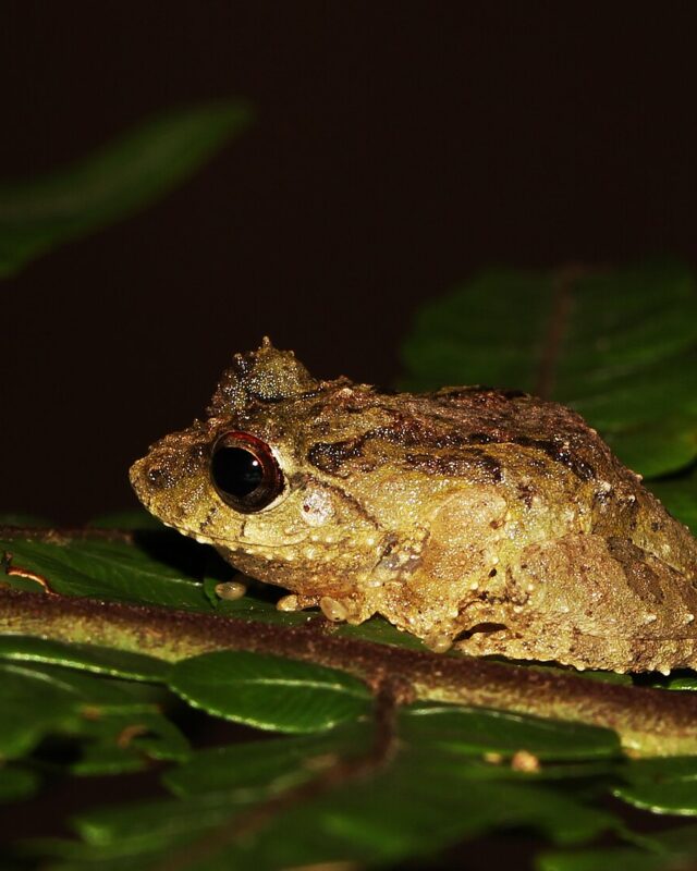 Dilmah Shrub Frog