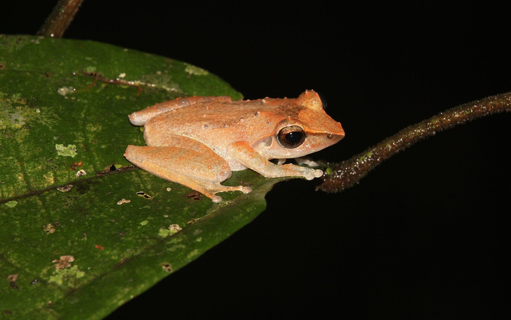 Leaf-Dwelling Shrub Frog