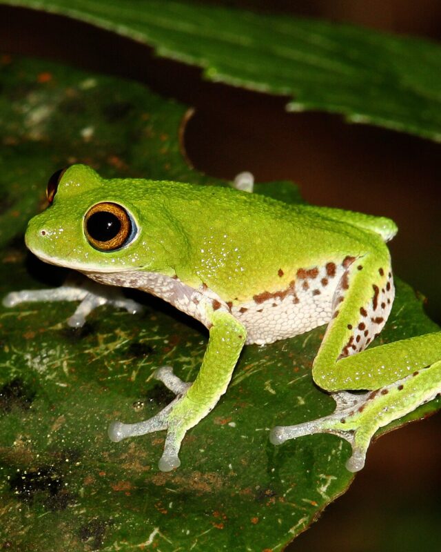 Moore’s Shrub Frog