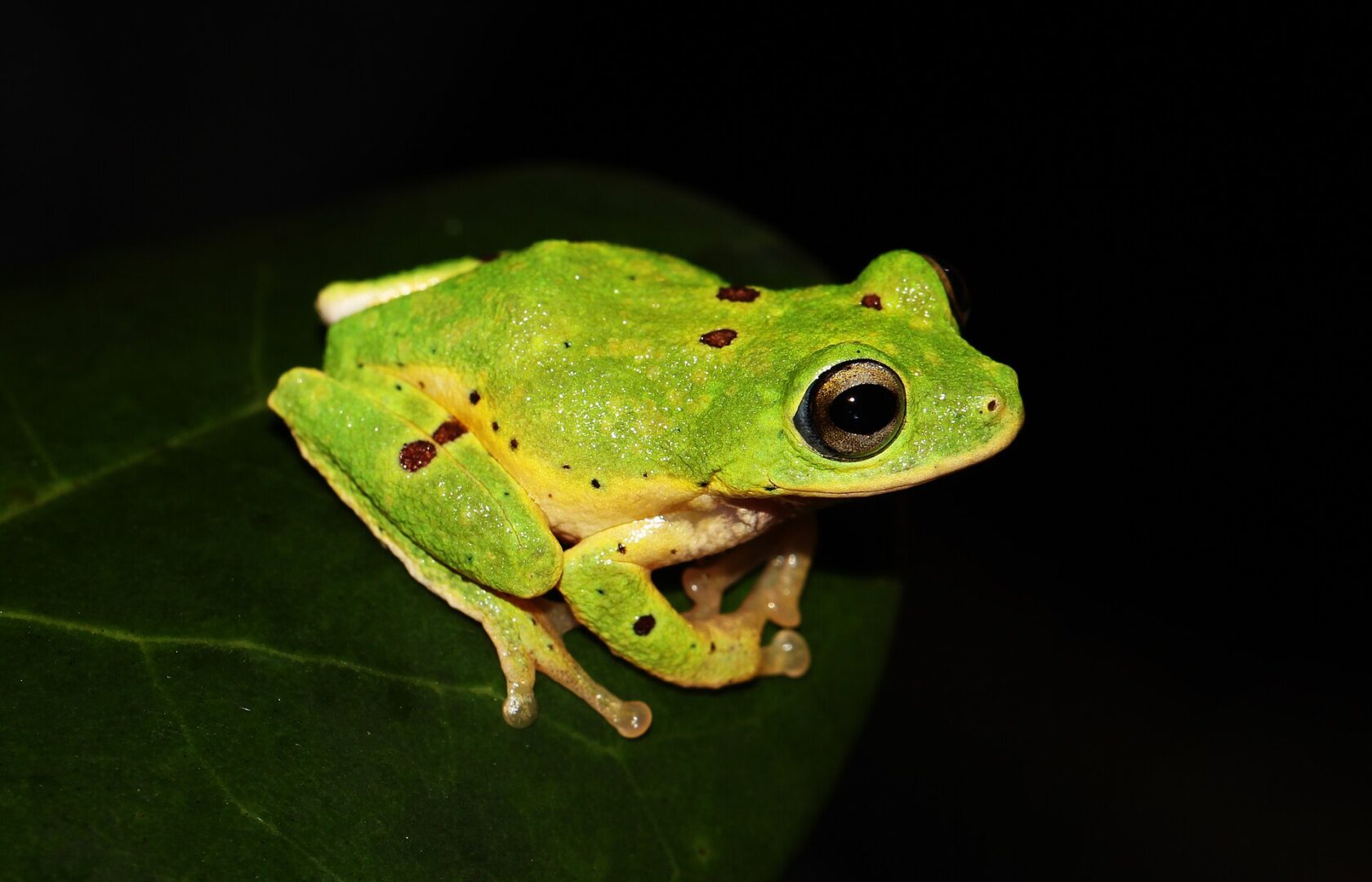 Poppy’s Shrub Frog