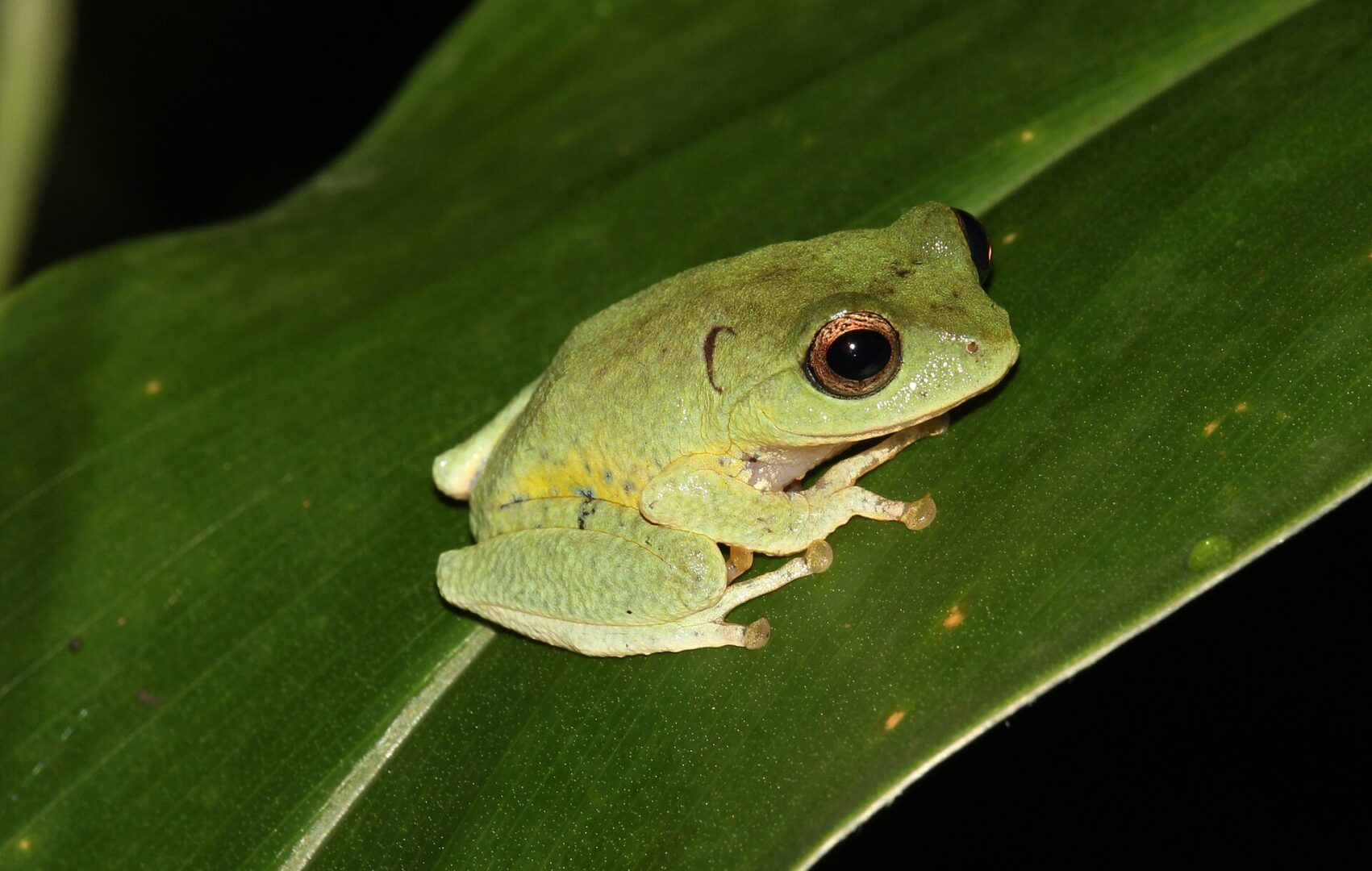 Dull-Green Shrub Frog