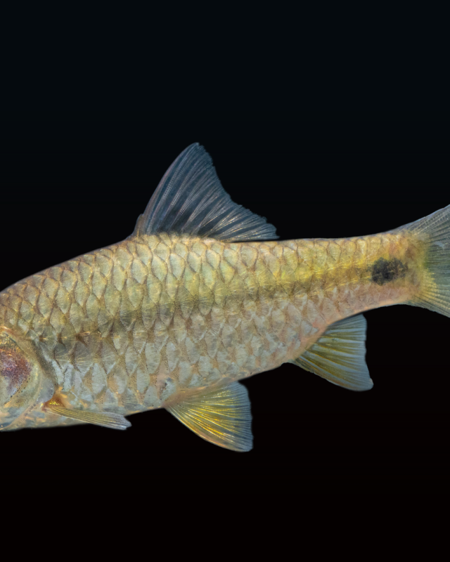 Swamp Barb