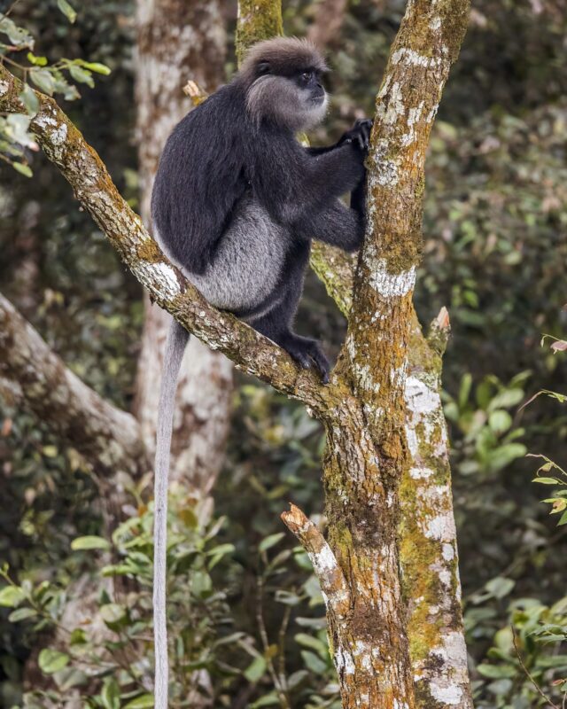 කළු වඳුරා