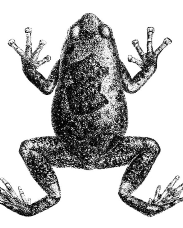 Grey-Brown Pug-Snouted Frog