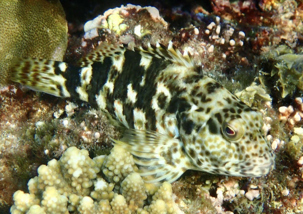 Red Sea Stocky Hawkfish