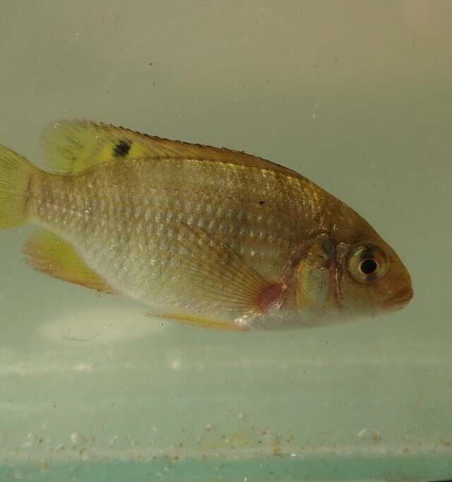 Redbreast Tilapia