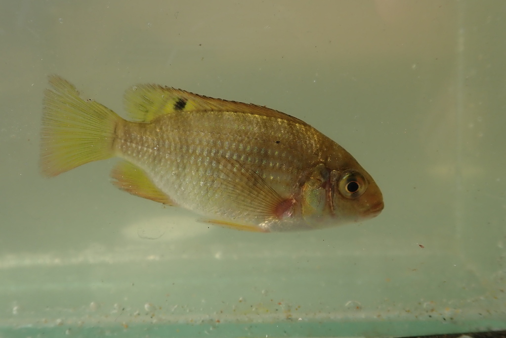 Redbreast Tilapia