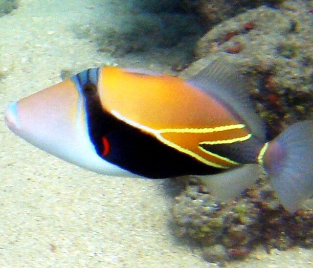 Wedgetail Triggerfish