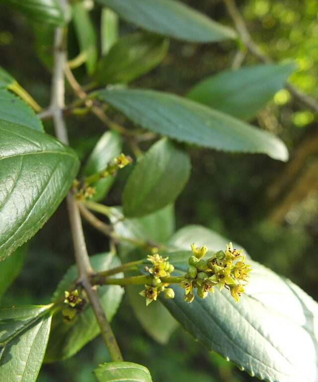 Rhamnus wightii