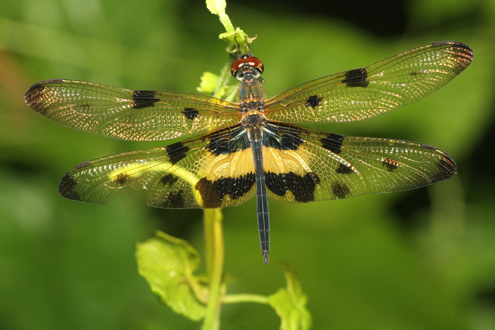 Common Picture Wing