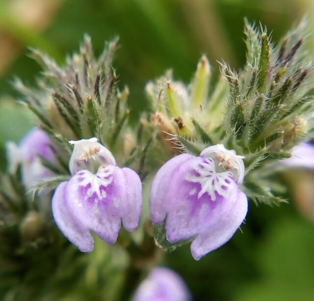 Rostellularia procumbens
