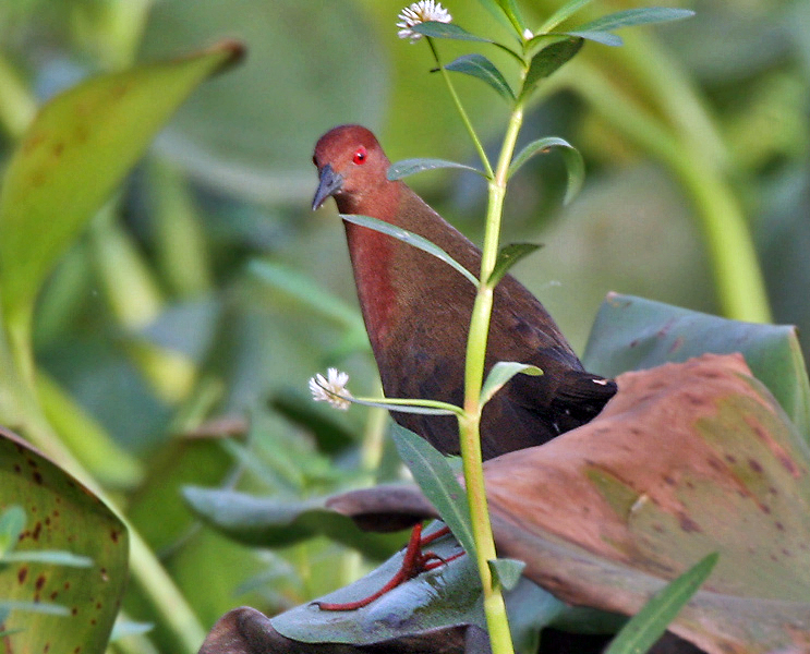 Ruddy-Breasted Crake