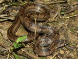 වයිරි දත්කැටියා