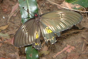 මහ කුරුලු පිය පැපිලියා