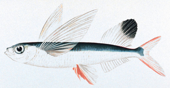 Sailfin Flyingfish