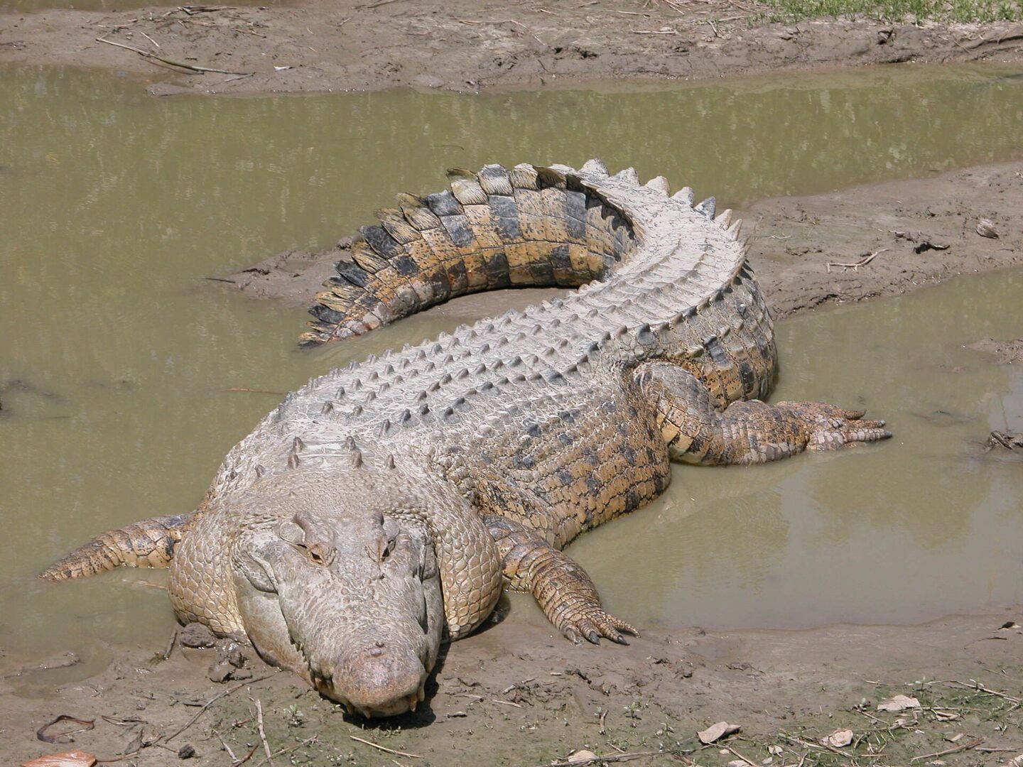 ගැට කිඹුලා