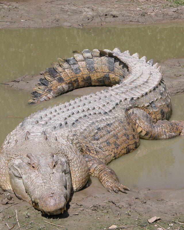 ගැට කිඹුලා