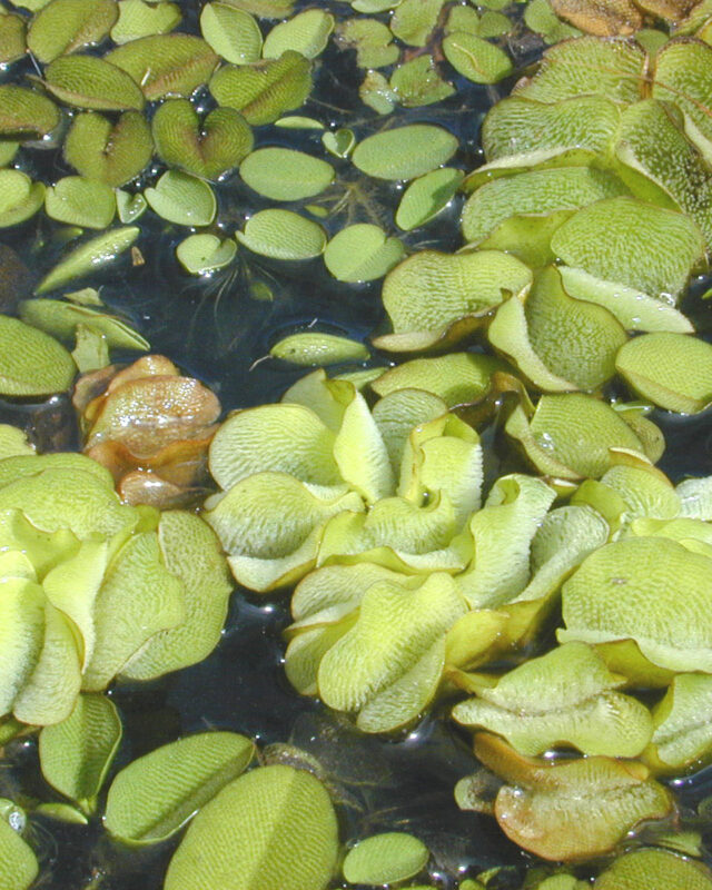 Giant Salvinia