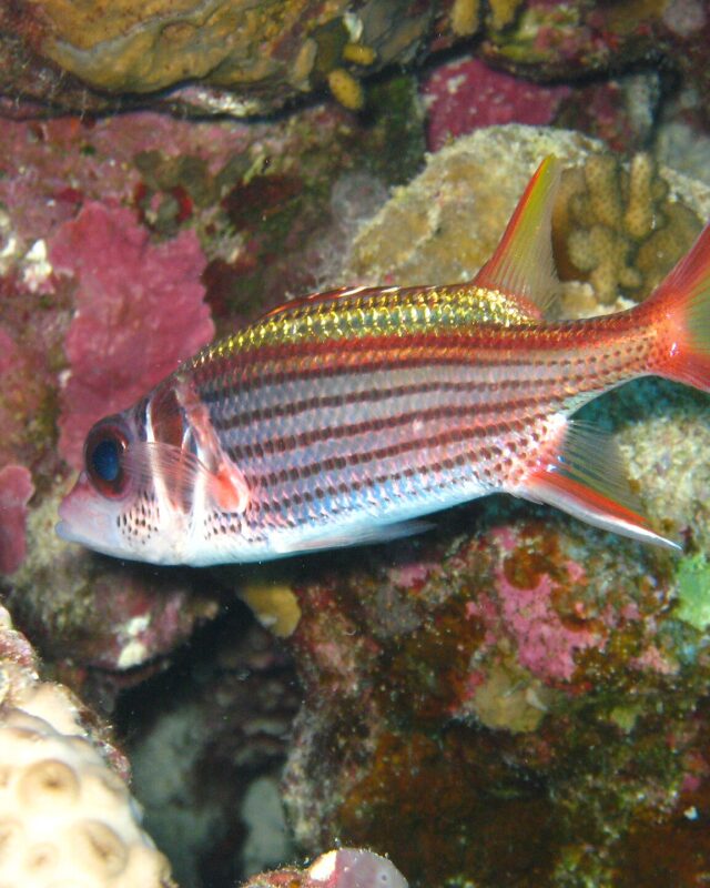 Red Squirrelfish