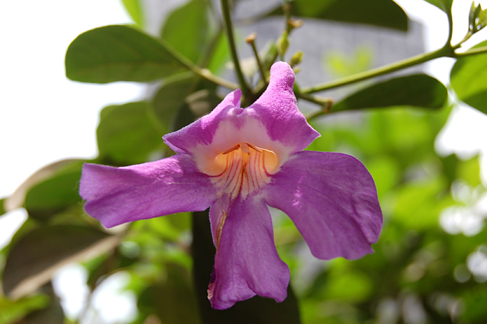 Purple Funnel Vine