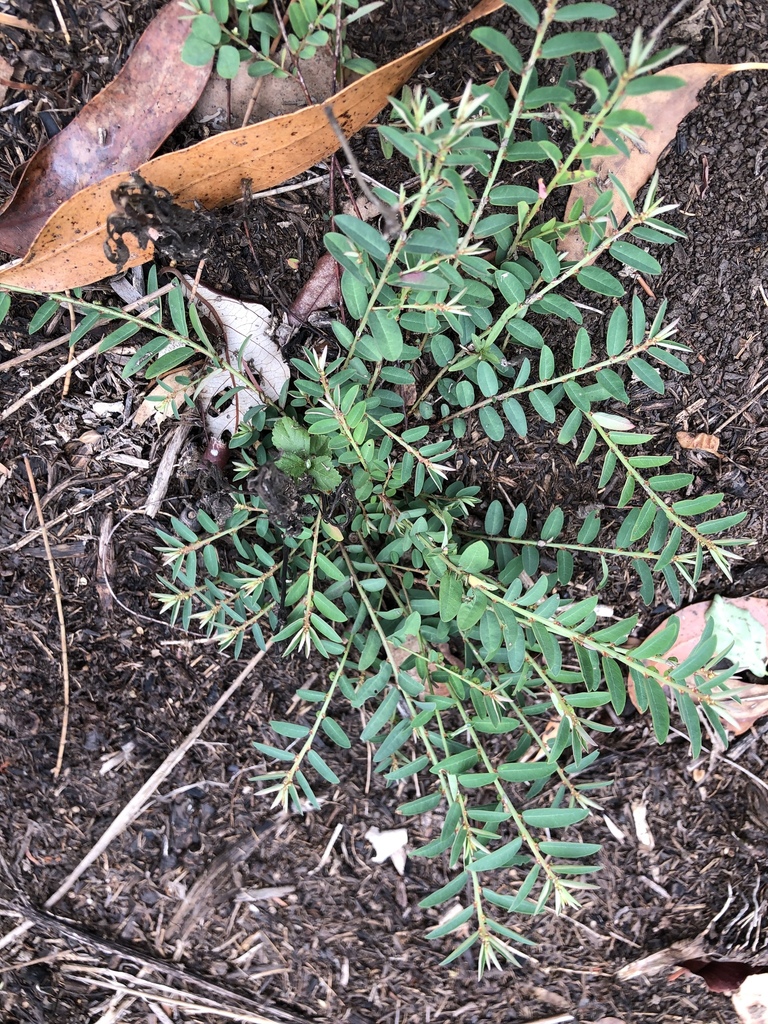 Seed-Under-Leaf