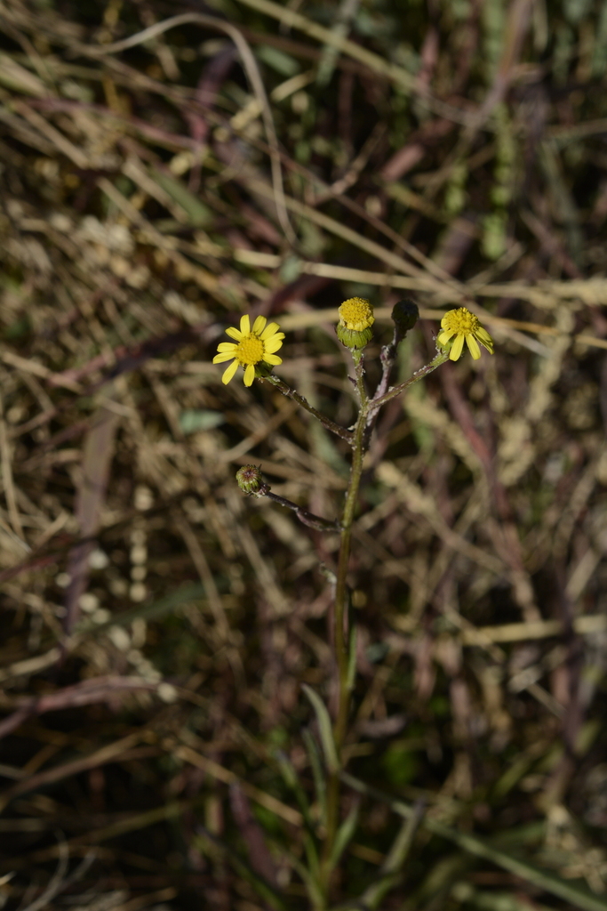 Senecio zeylanicus