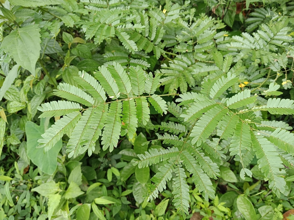 Senegalia caesia