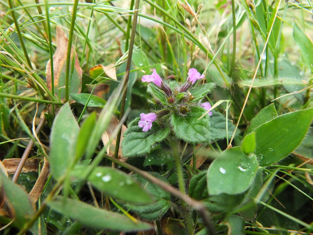 Shady Calamint