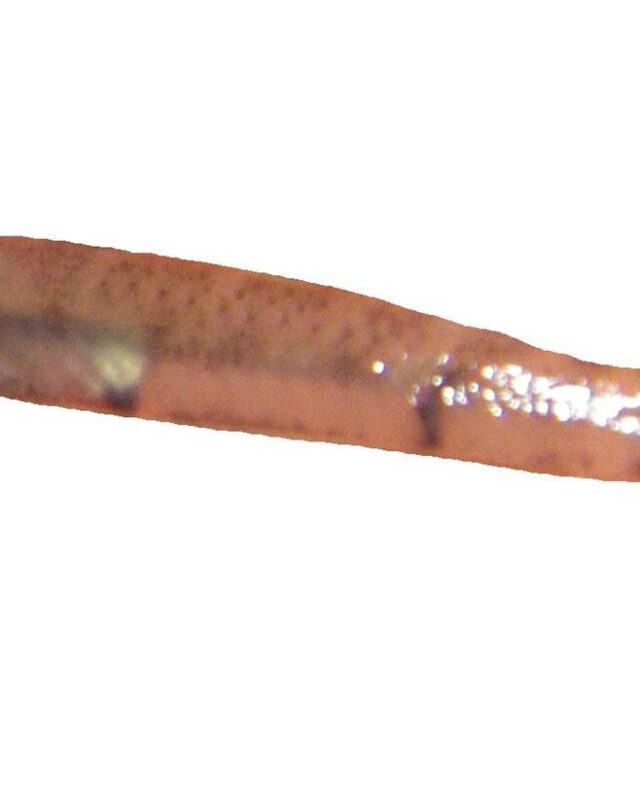 Blue Streamgoby