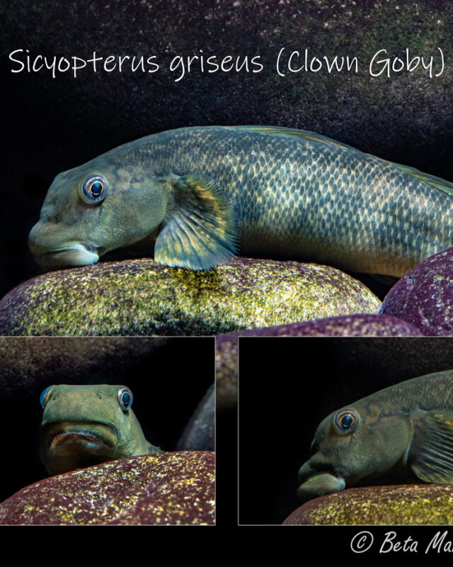Sicyopterus griseus