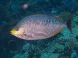 Java Rabbitfish