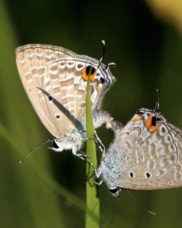 Silver Forget-Me-Not