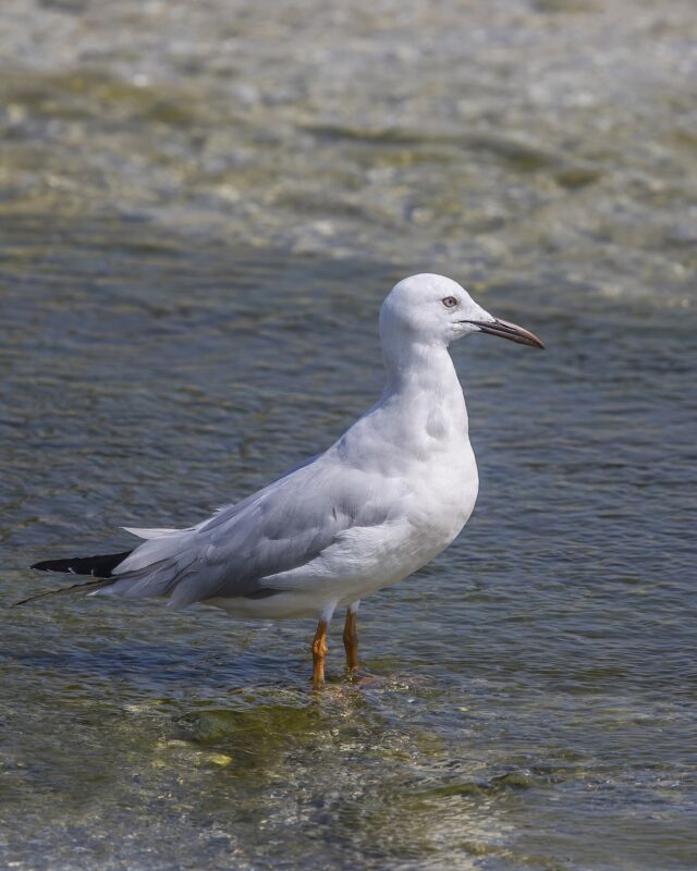Slender-Billed Gull