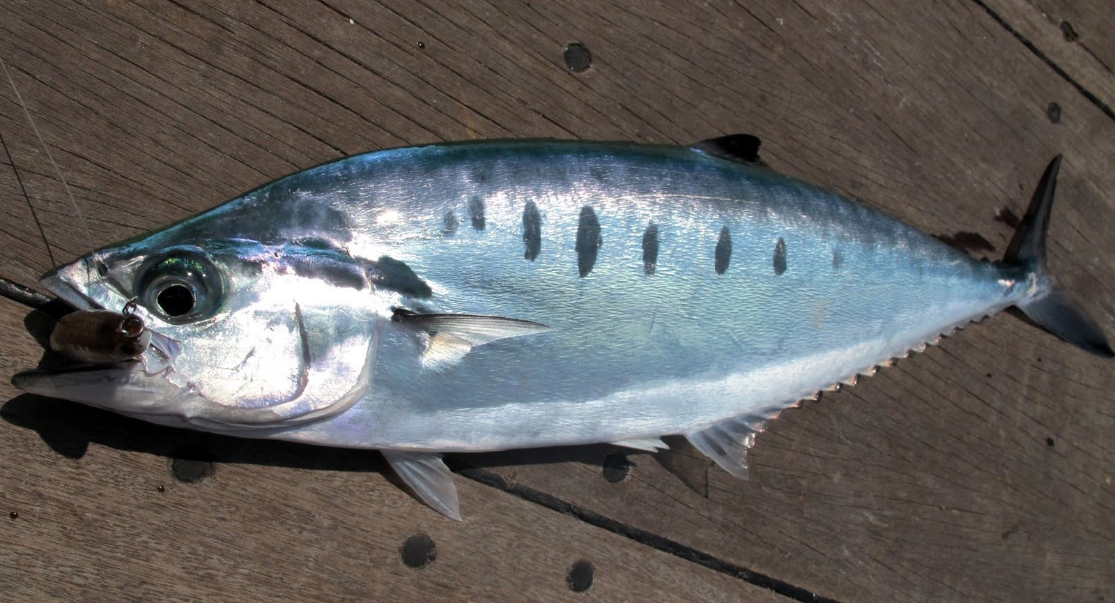 Needleskin Queenfish