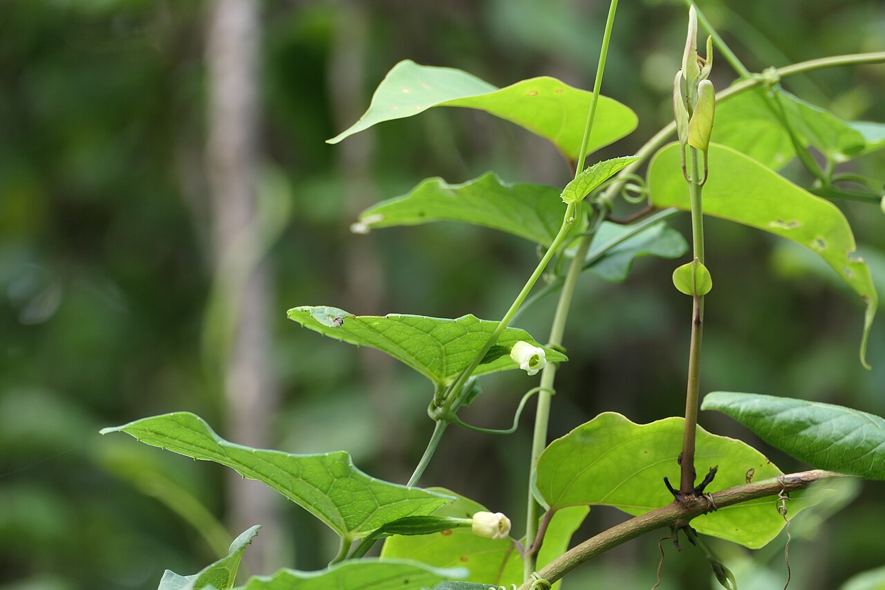 Solena umbellata