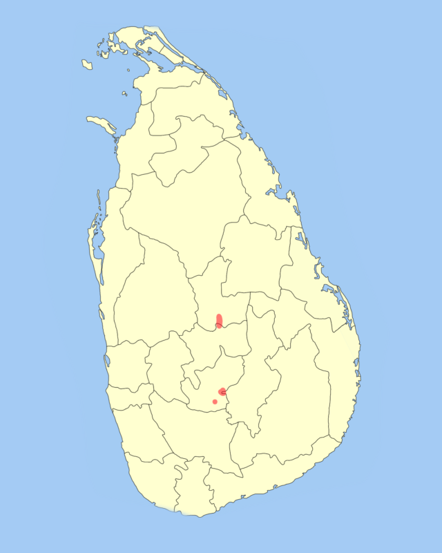 Pearson’s Long-Clawed Shrew
