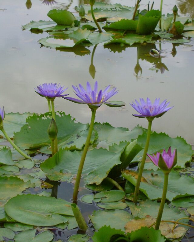 නිල් මානෙල්