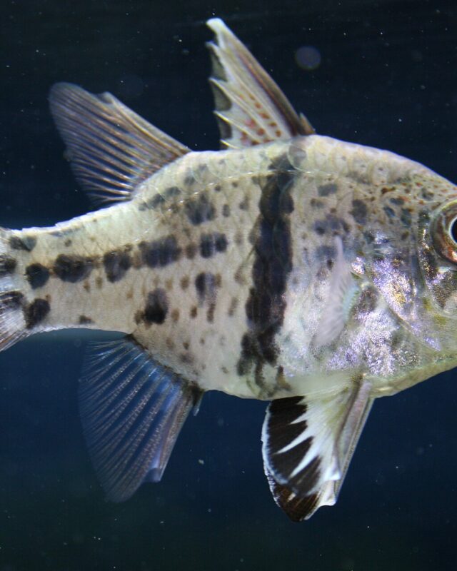 Orbicular Cardinalfish