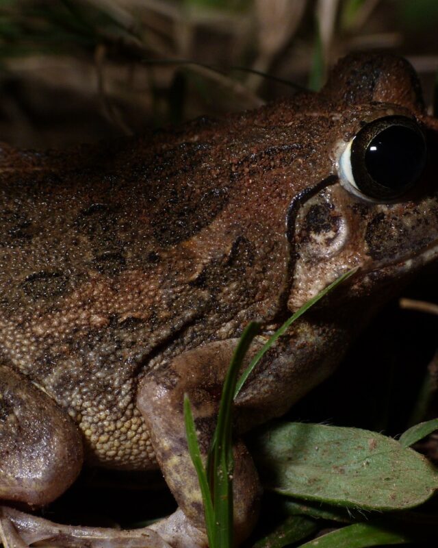 Indian Burrowing Frog